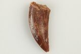 Serrated, Raptor Tooth - Real Dinosaur Tooth #193056-1